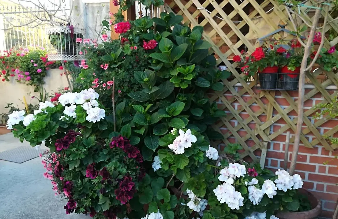 Villa delle rose-1